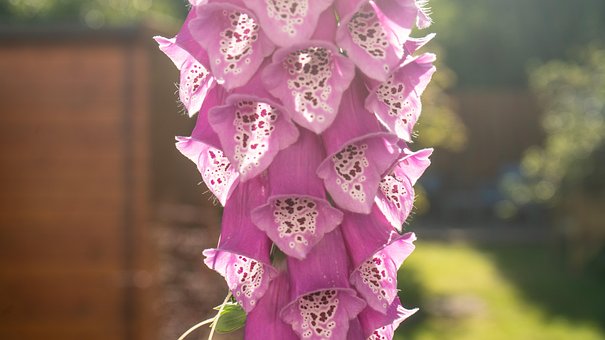Free Garden Flower photo and picture