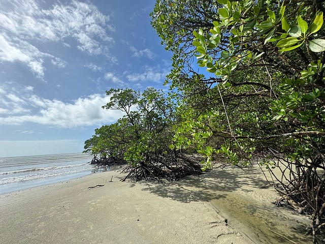 Free Cape Beach photo and picture