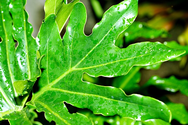 Free Philodendron Leaves photo and picture