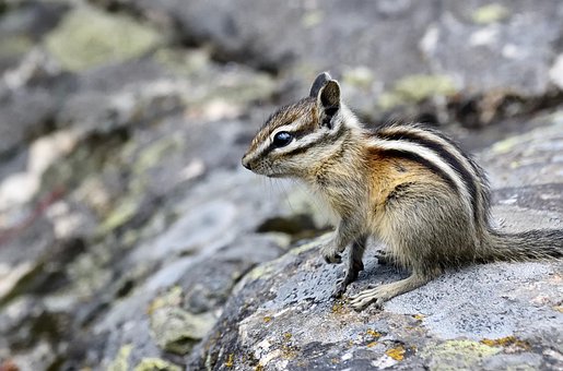 Dyr, Jordegern, Pattedyr, Arter, Fauna