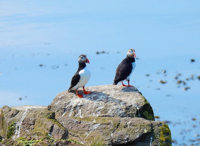 Free Birds Puffin photo and picture