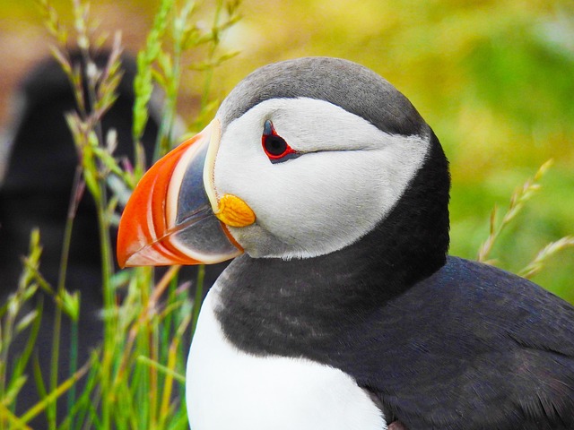 Free Bird Puffin photo and picture
