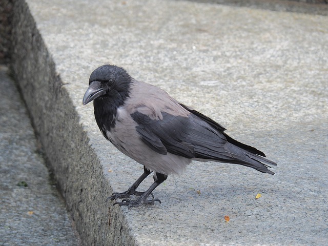 Free Hooded Crow Corvus Cornix photo and picture
