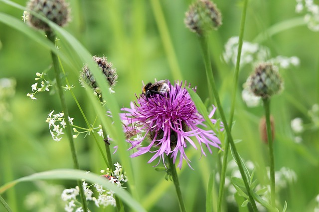 Download free HD stock image of Flockenblume Bumblebee Free Flockenblume Bumblebee photo and picture