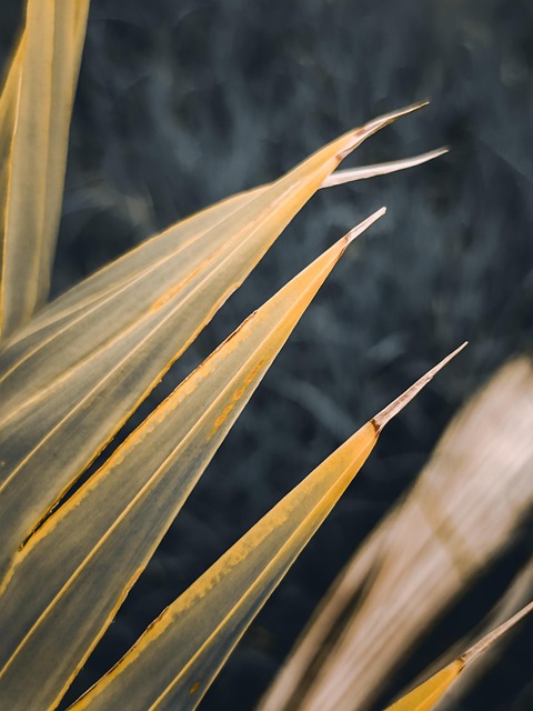 Free Leaves Coconut photo and picture