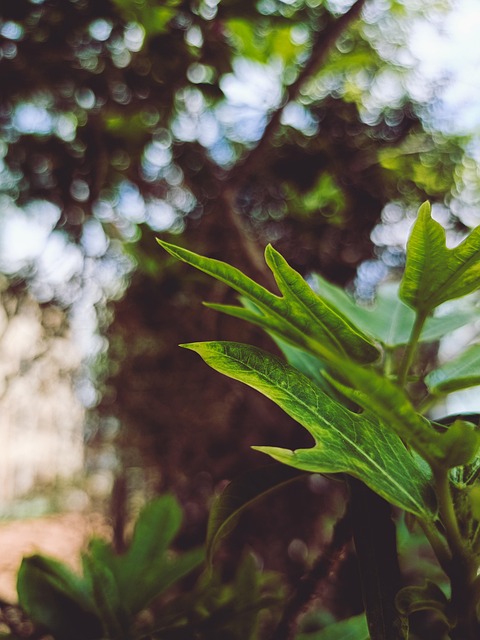 Free Leaves Macro photo and picture
