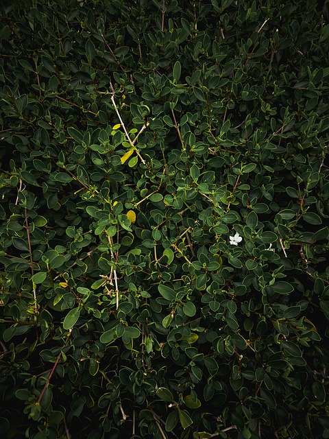 Free Leaves Bushes photo and picture