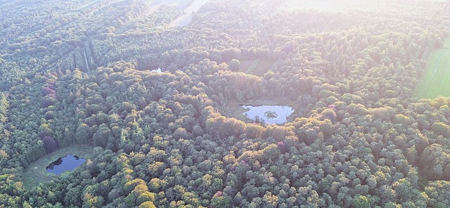 Free Hot Air Balloon Forests photo and picture