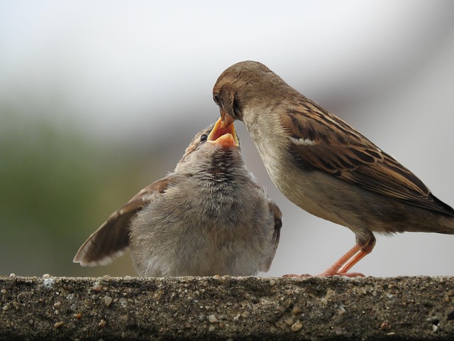 Free Sparrow Bird photo and picture
