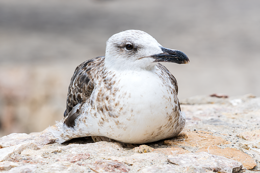 Free Bird Gull illustration and picture