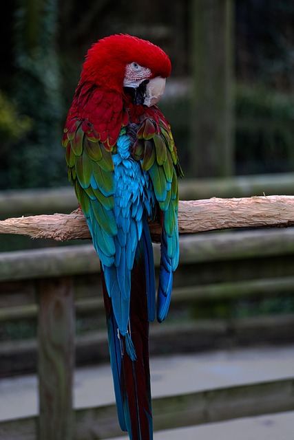 Free Bird Ornithology photo and picture