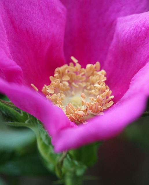 Free Flowers Dog Rose photo and picture
