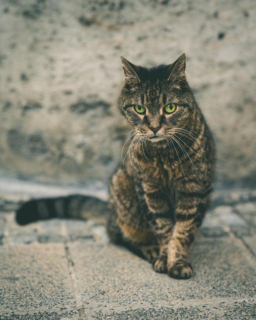 Gato, Animal Doméstico, Animal