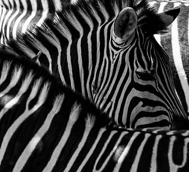 Free Zebra Nature photo and picture