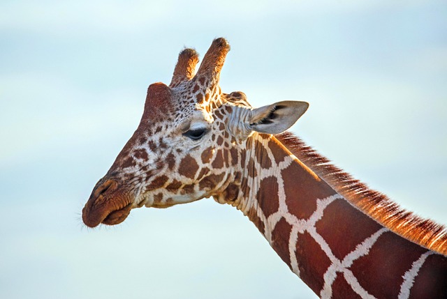 animal, mammal, giraffe, wildlife, species, fauna, africa, safari, reticulated giraffe, kenya, african wildlife, giraffe photo, nature, lewa conservancy
