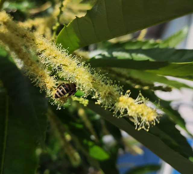 Natur, Biene, Insekt, Blüte, Blume