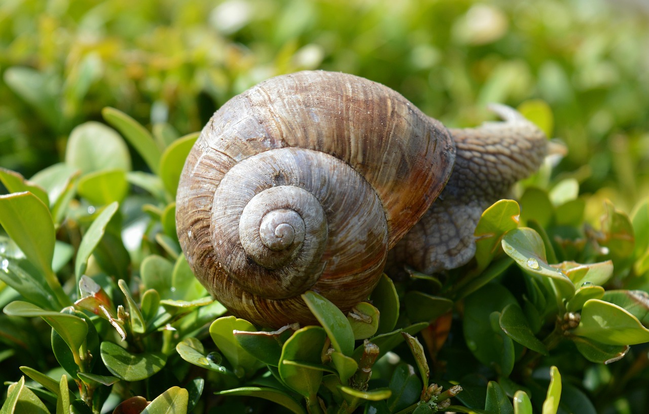 Snell Shell Snail Shell Book - Free photo on Pixabay - Pixabay