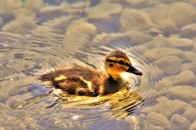 Pato, Polluelo, Naturaleza, Aves, Pájaro