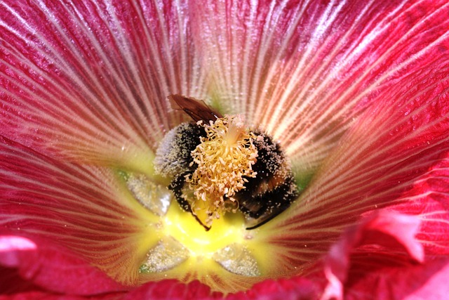Flor, Abeja, Polen, Amapola, Naturaleza