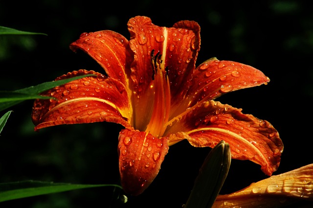 Lirio, Flor, Planta, Pétalos, Botánica