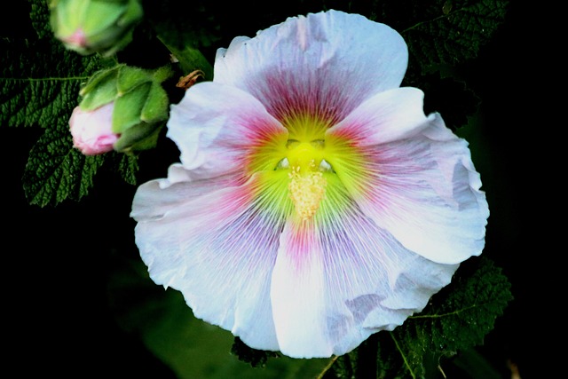 Flor, Naturaleza, Blanco, Cerrar