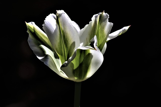 Flor, Blanco, Pétalos, Naturaleza