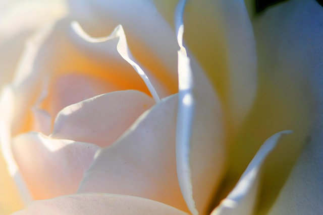 Flor, Rosado, Blanco, Cerrar, Pétalos