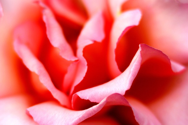 Flor, Rosa, Rosado, Naturaleza, Cerrar