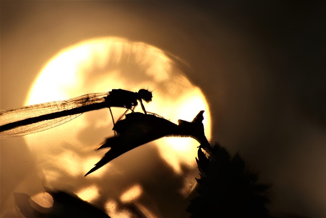 Libélula, Luz, Naturaleza, Lichtspiel