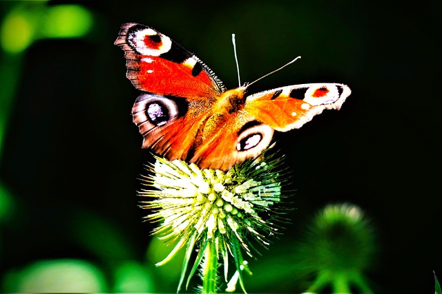 Mariposa, Cardo, Mariposa Pavo Real