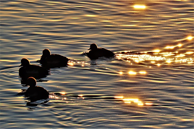 Patos, Polluelo, Lago, Lichtspiel