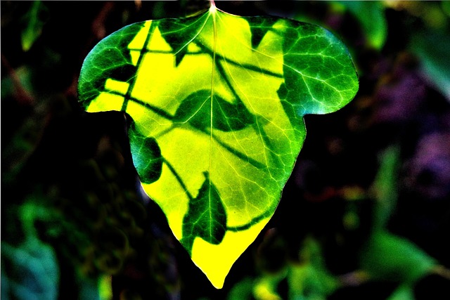 Hoja, La Sombra, Sale De, Luz