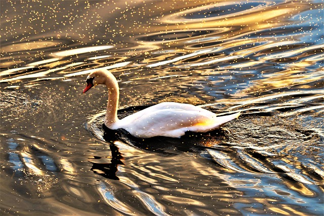 Cisne, Agua, Lago, Lichtspiel, Belleza