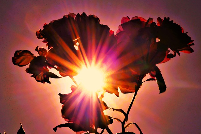 Flor, Pétalos, Sol, Rayos De Sol
