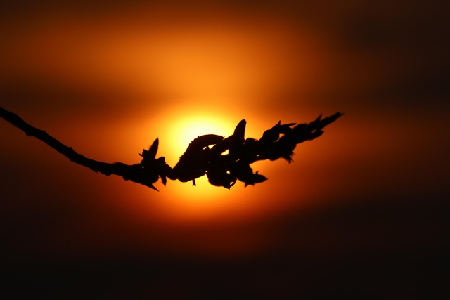 Atardecer, Lichtspiel, Gente, Planta