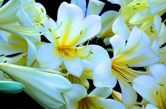 Flores, Amarillo, Naturaleza, Belleza