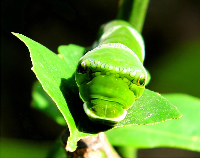 Oruga, Hoja, Naturaleza, Mariposa