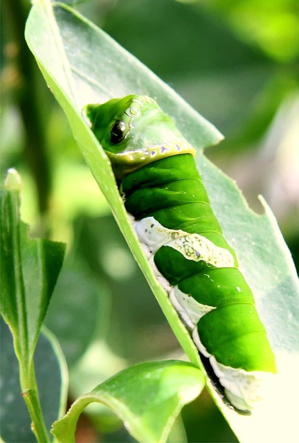 Oruga, Hoja, Botánica, Cerrar, Mariposa