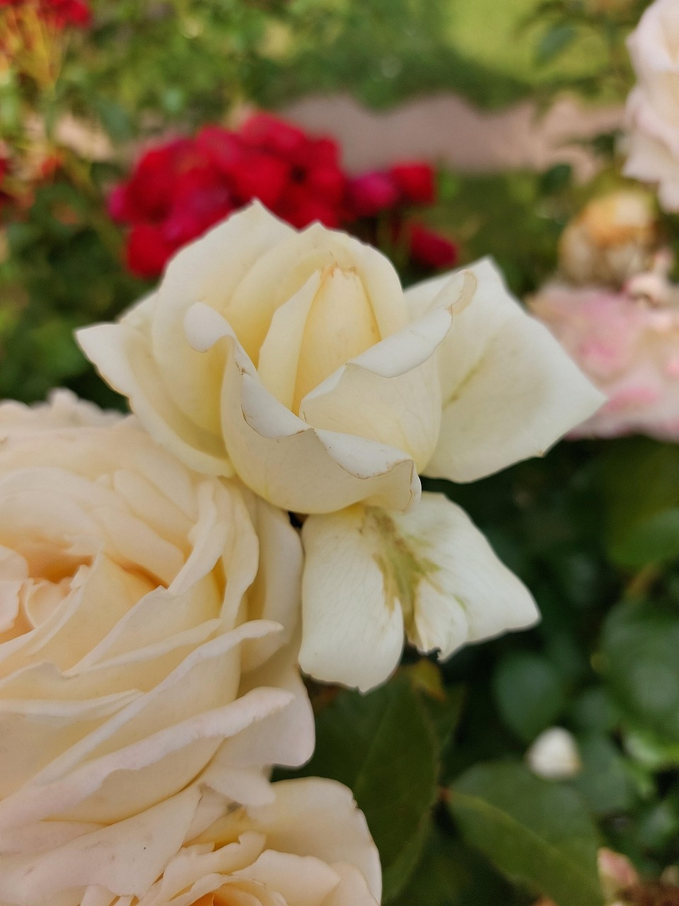 25 Roes Rose Fleur De - Photo gratuite sur Pixabay