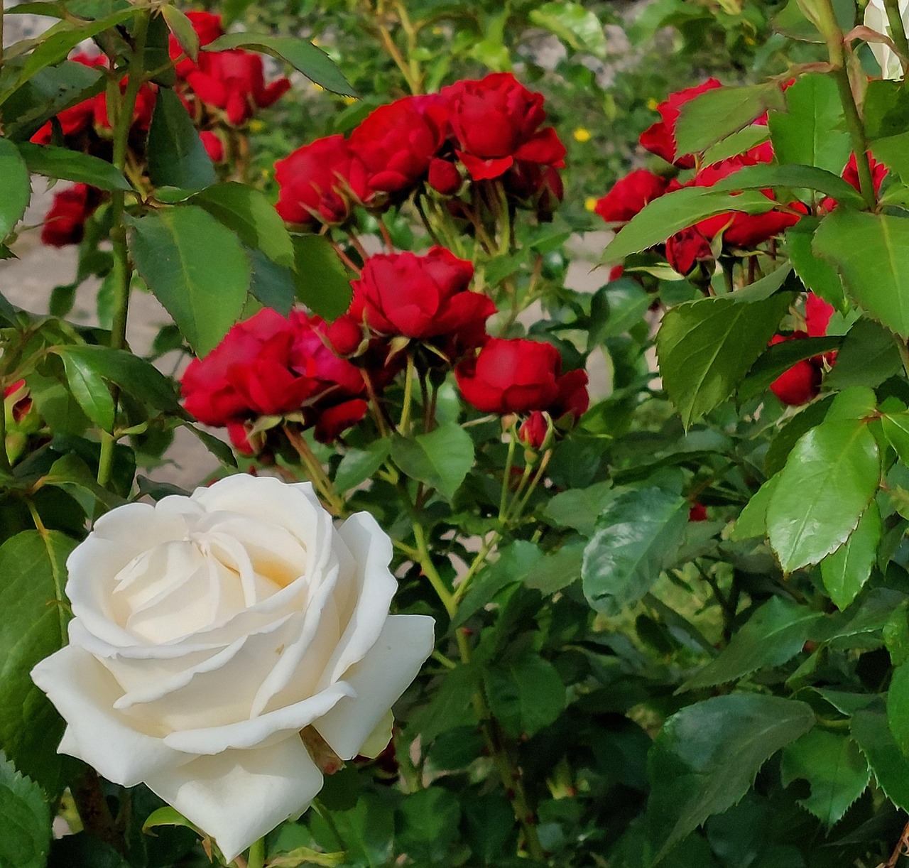 42 Roses Roses Flower Blossom - Free photo on Pixabay