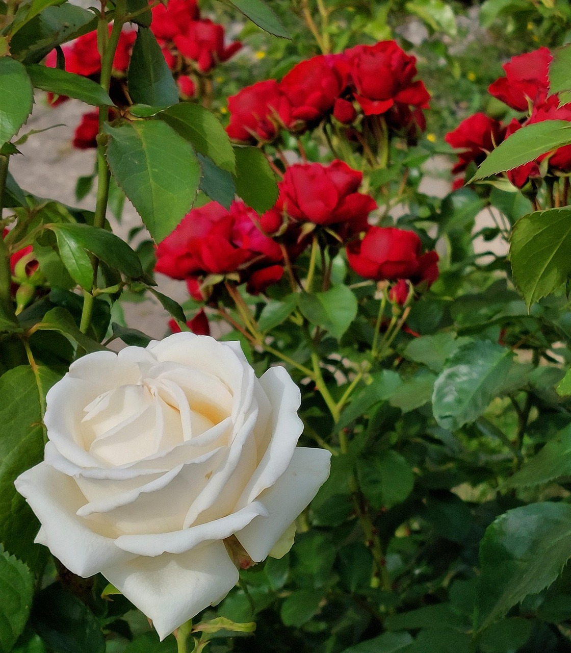 42 Roses Roses Flower Blossom - Free photo on Pixabay