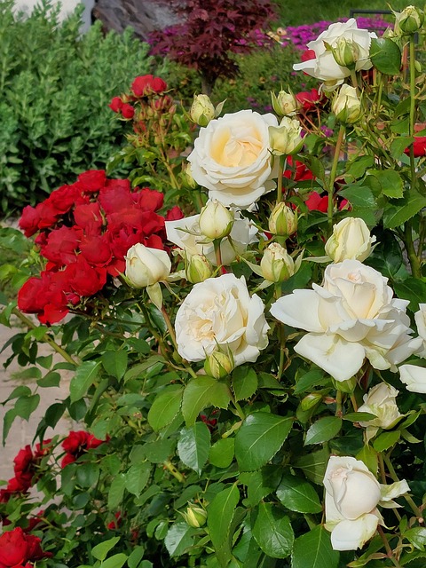 42 Roses Des Roses Fleur La Nature Pétales - Photo gratuite sur Pixabay