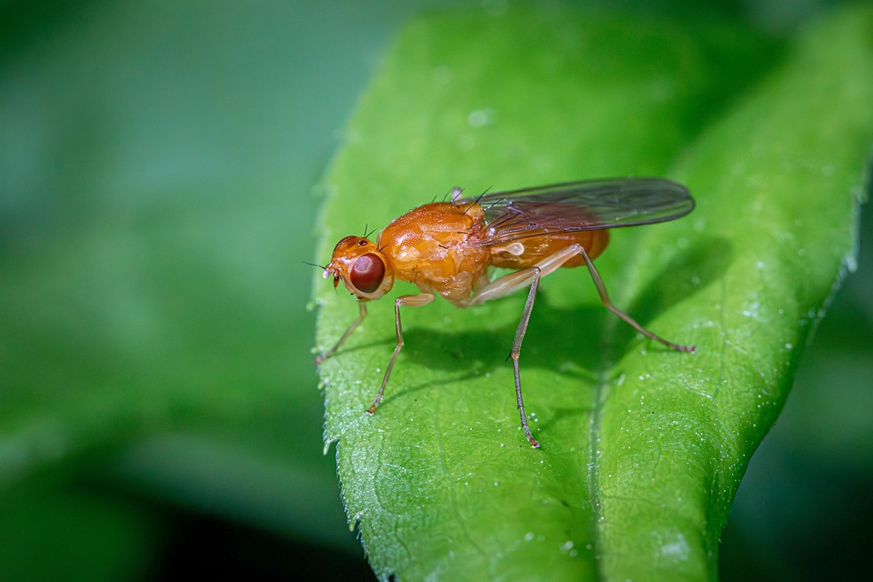 Rodent Fly Fly Pegomya Insect - Free photo on Pixabay - Pixabay