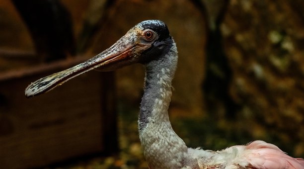 Free Bird Spoonbill photo and picture
