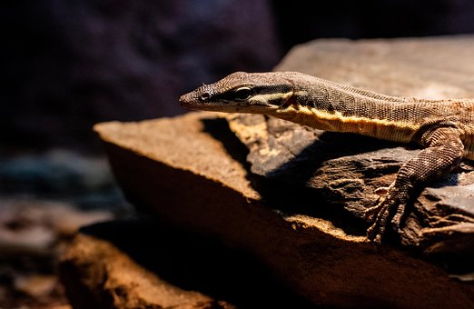 Free Animal Lizzard photo and picture