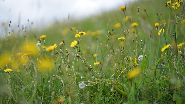 Free Nature Landscape photo and picture