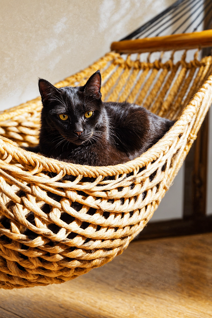 Tier, Schwarze Katze, Katzen, Haustier