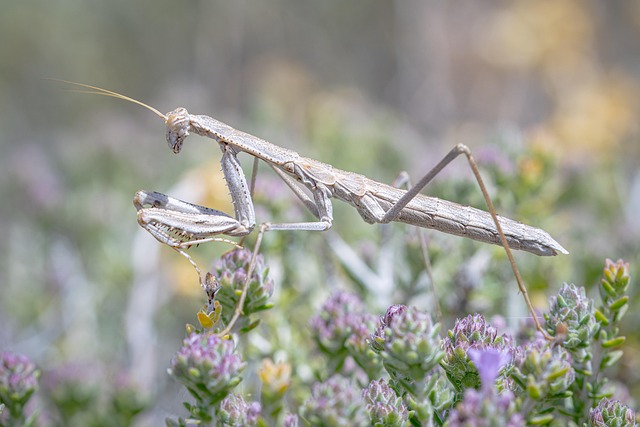 Free Insect Mantis photo and picture
