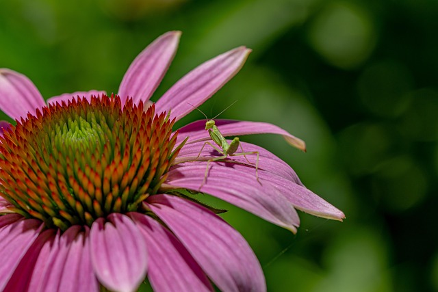 Free Mantis Flower photo and picture