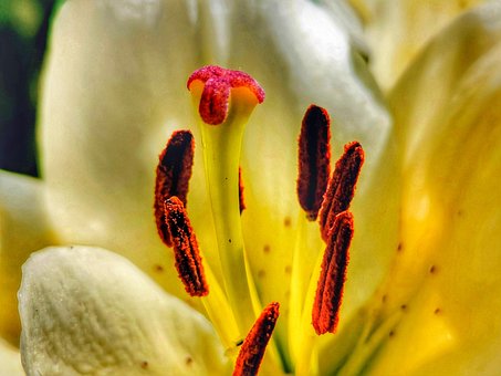 Free Plant Leaves photo and picture